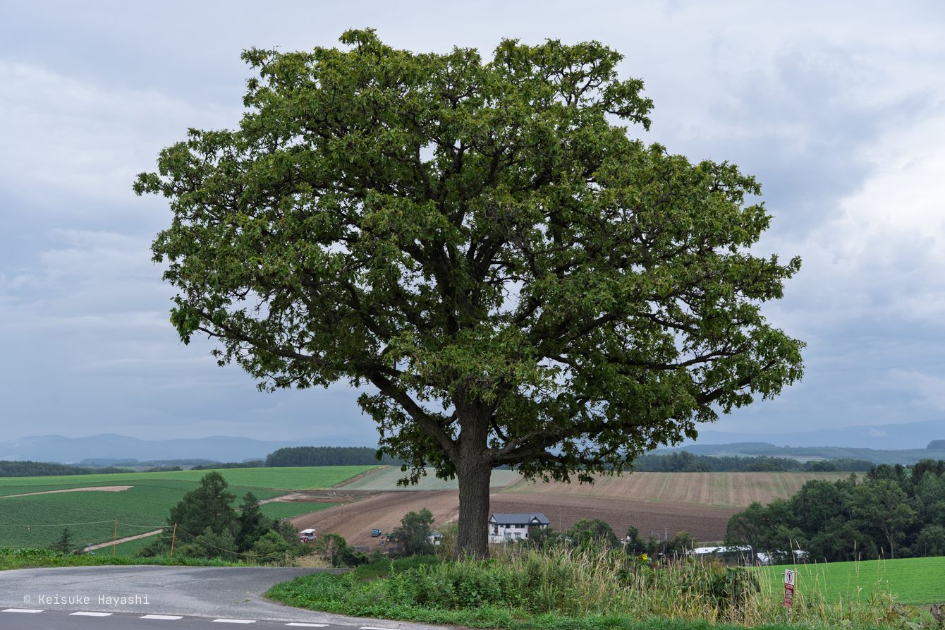 セブンスターの木