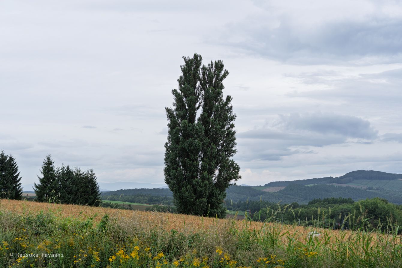 ケンとメリーの木