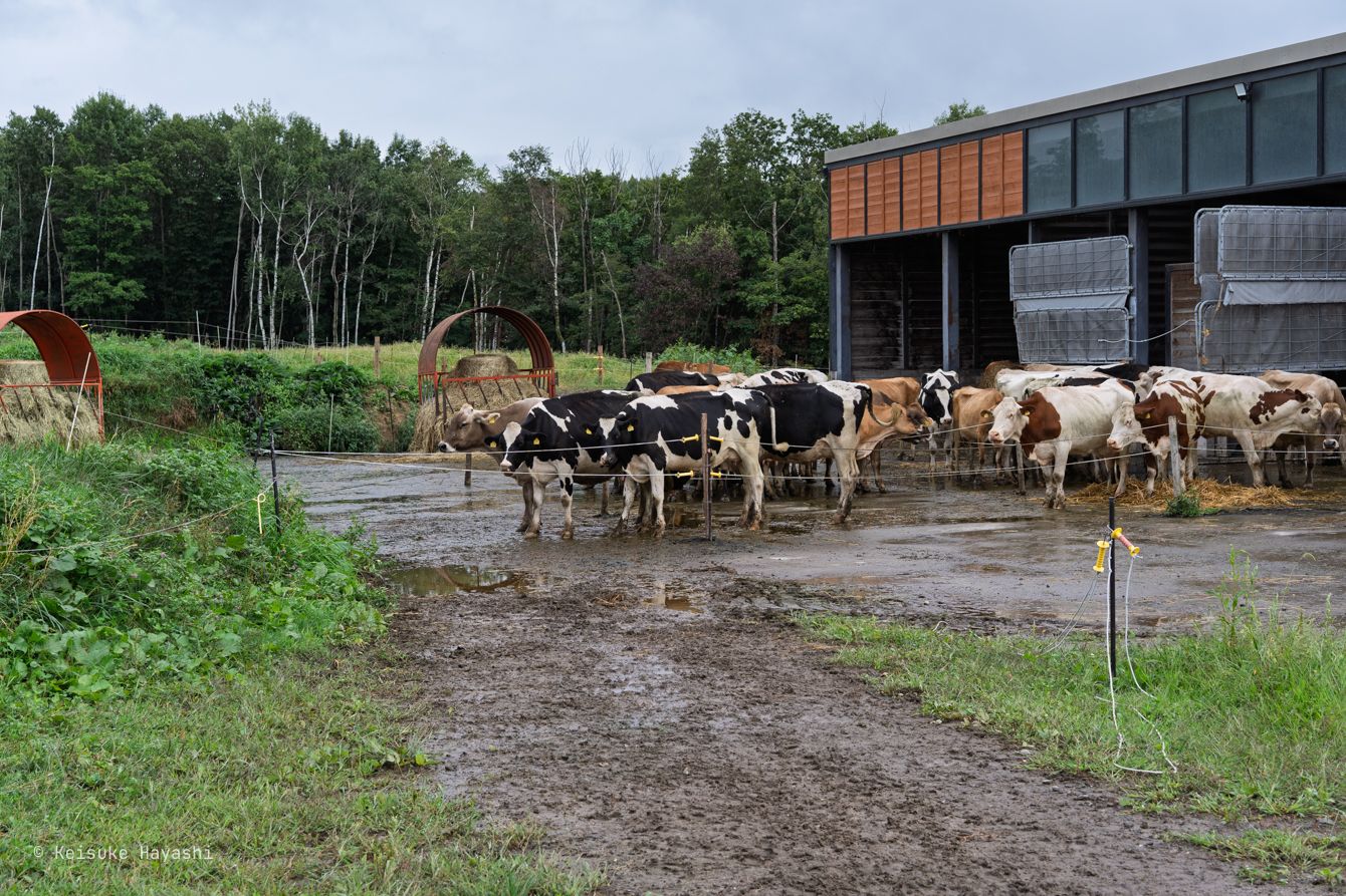 美瑛放牧酪農場の牛たち
