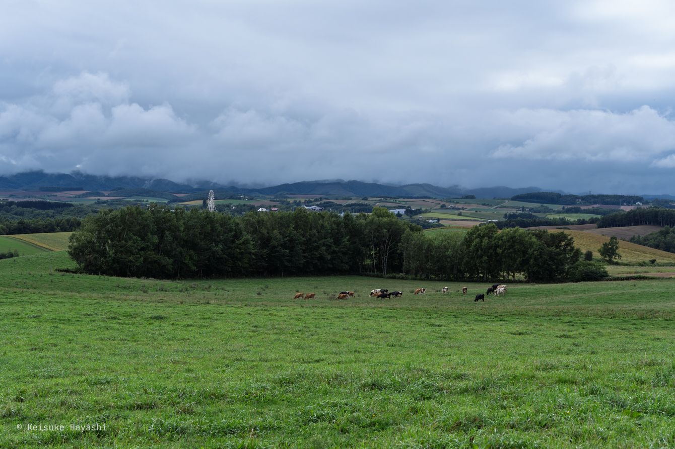 放牧されている牛