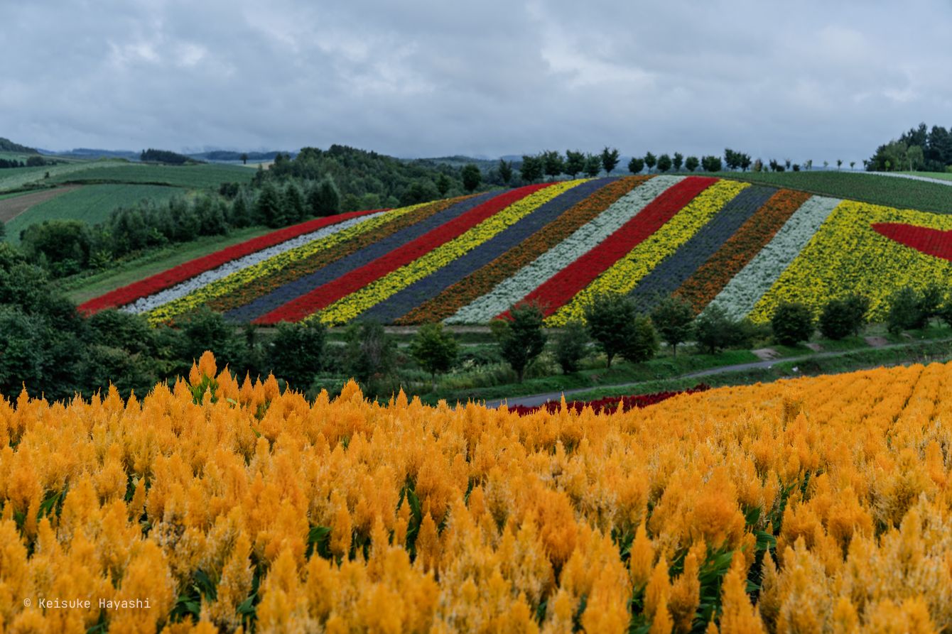 花のストライプ