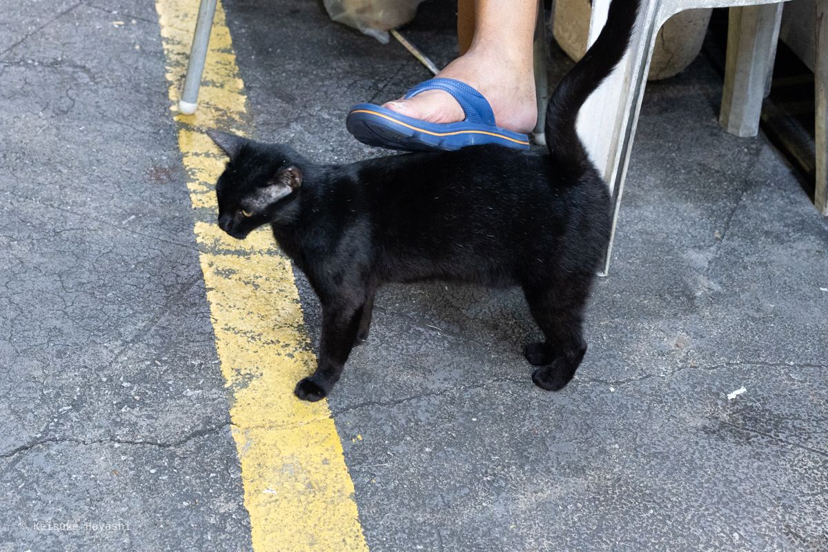 食べ物をねだっていた猫